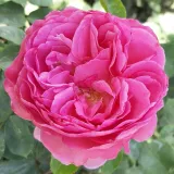 Nostalgična vrtnica - Vrtnica intenzivnega vonja - roza - Rosa Renée Van Wegberg™