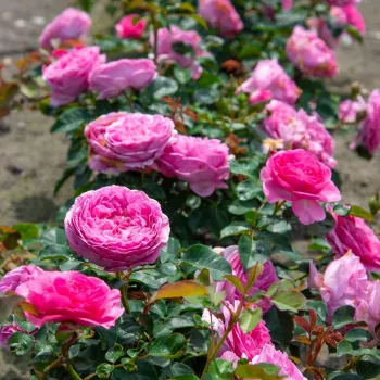 Rosa - rosales nostalgicos - rosa de fragancia intensa - pomelo