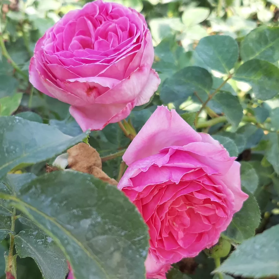 Nostalgična vrtnica - Roza - Renée Van Wegberg™ - vrtnice - proizvodnja in spletna prodaja sadik