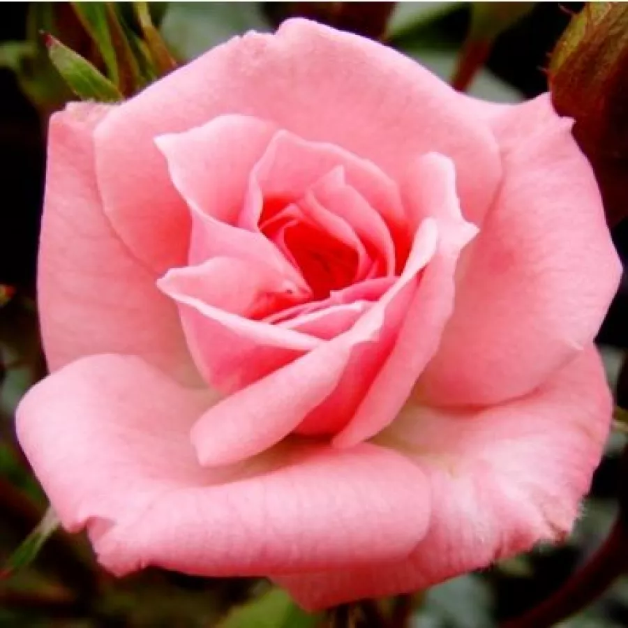 Róże miniaturowe - Róża - Rennie's Pink™ - Szkółka Róż Rozaria