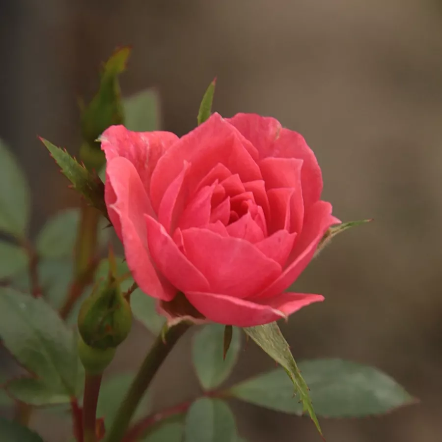 Róża z dyskretnym zapachem - Róża - Rennie's Pink™ - Szkółka Róż Rozaria