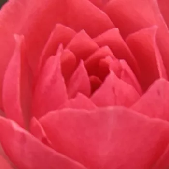 Ružová - školka - eshop  - trpasličia, mini ruža - ružová - mierna vôňa ruží - sladká aróma - Rennie's Pink™ - (20-40 cm)