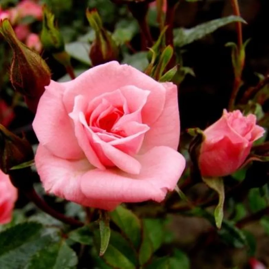 Bruce F. Rennie - Rosa - Rennie's Pink™ - rosal de pie alto