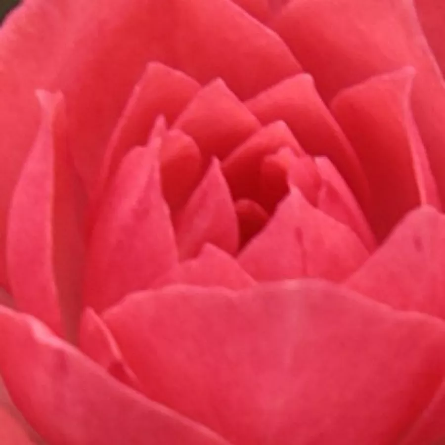 Samostatný - Růže - Rennie's Pink™ - 