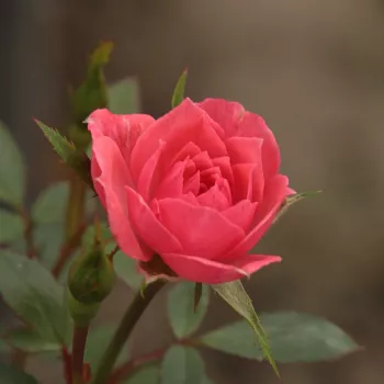 Rosa Rennie's Pink™ - rosa - dvärg - mini ros
