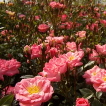 Ružičasta - patuljasta - mini ruža - ruža diskretnog mirisa - slatka aroma