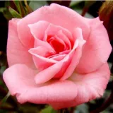 Mini - patuljasta ruža - ružičasta - Rosa Rennie's Pink™ - diskretni miris ruže