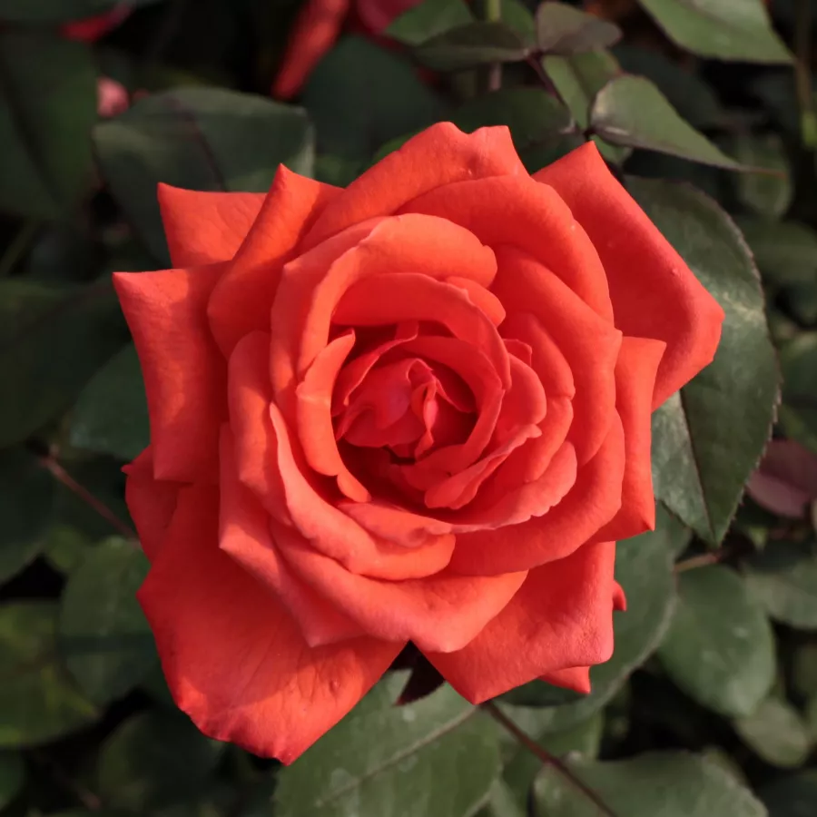 červený - Ruža - Resolut® - Ruže - online - koupit