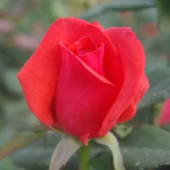 Rosa Resolut® - rojo - Árbol de Rosas Floribunda - rosal de pie alto- forma de corona tupida