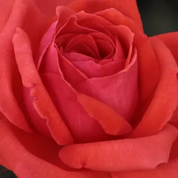 Ruže - online - koupit - červený - stromčekové ruže - Stromkové ruže, kvety kvitnú v skupinkách - Resolut® - stredne intenzívna vôňa ruží - údolie