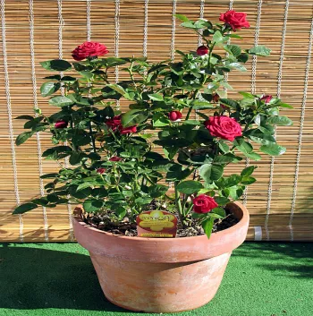 Živo crvena  - Floribunda ruže   (70-100 cm)