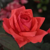 Záhonová ruža - floribunda - červený - Rosa Resolut® - stredne intenzívna vôňa ruží - údolie