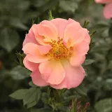 Rózsaszín - talajtakaró rózsa - Online rózsa vásárlás - Rosa Rift™ - közepesen illatos rózsa - kajszibarack aromájú
