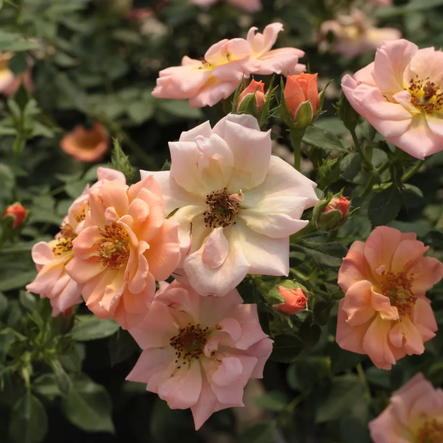 Rosa - Rosa - Rift™ - Produzione e vendita on line di rose da giardino