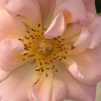 Ruže - eshop  - pôdopokryvná ruža - ružová - stredne intenzívna vôňa ruží - marhuľa - Rift™ - (40-60 cm)