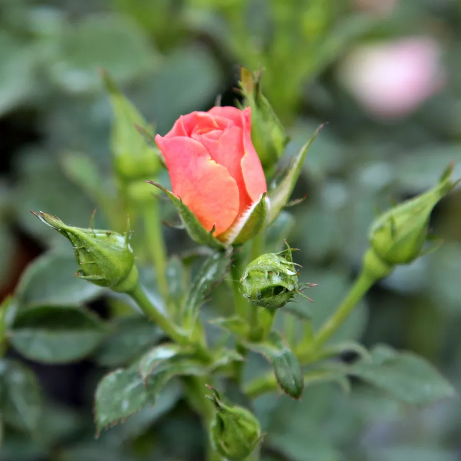 Stromkové růže - Stromkové růže, květy kvetou ve skupinkách - Růže - Rift™ - 