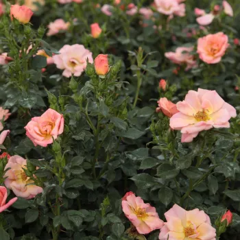 Barackrózsaszín - talajtakaró rózsa - közepesen illatos rózsa - kajszibarack aromájú