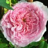Rózsaszín - angol rózsa - Online rózsa vásárlás - Rosa Ausbite - intenzív illatú rózsa - pézsmás aromájú