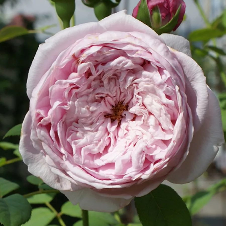 Rosales ingleses - Rosa - Ausbite - Comprar rosales online