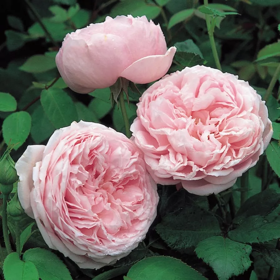 Różowy - Róża - Ausbite - Szkółka Róż Rozaria