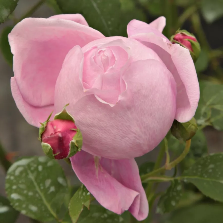 Rosa intensamente profumata - Rosa - Ausbite - Produzione e vendita on line di rose da giardino