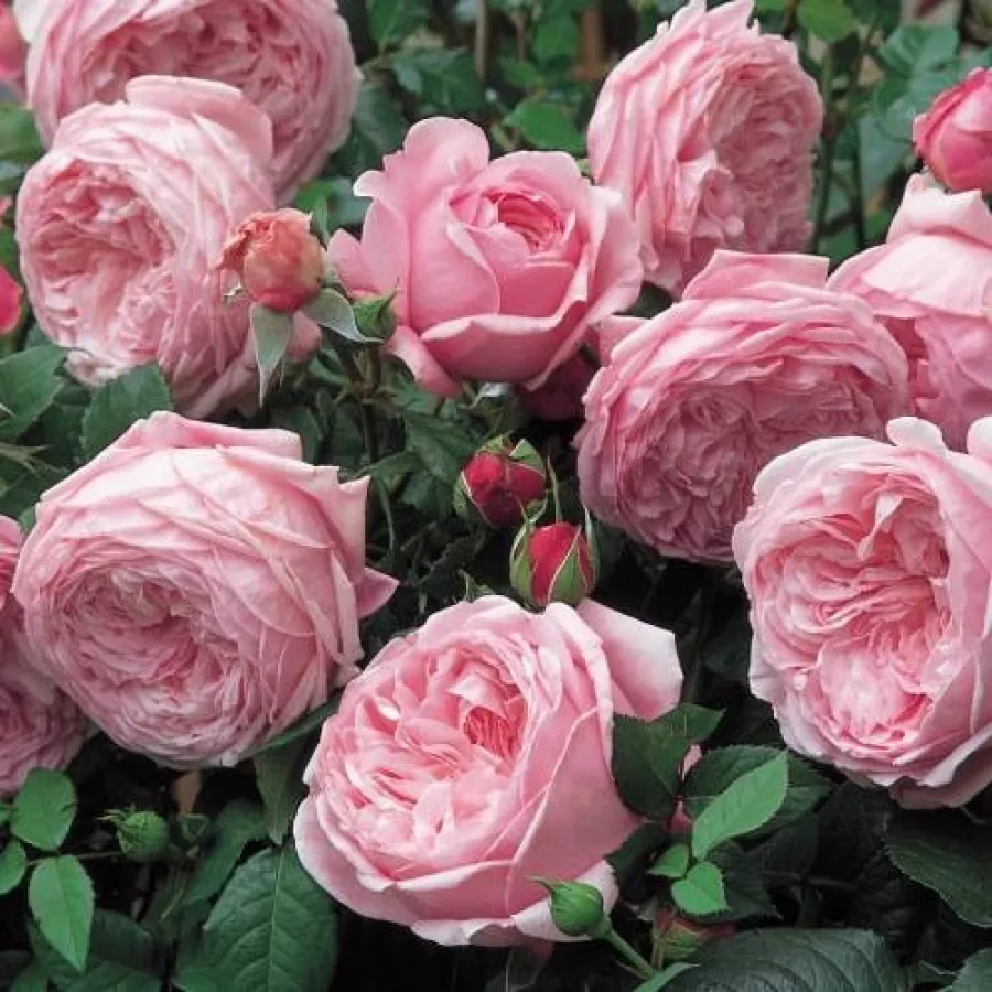 AUSbite - Rosa - Ausbite - Produzione e vendita on line di rose da giardino