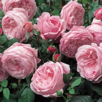 Rosa claro - rosales ingleses - rosa de fragancia intensa - de almizcle
