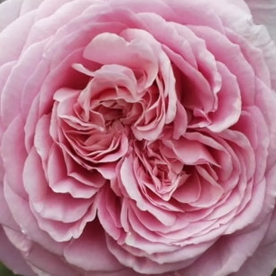English Rose Collection, Shrub - Róża - Ausbite - Szkółka Róż Rozaria