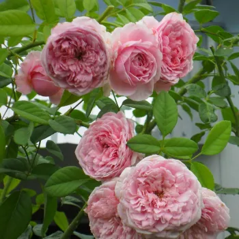 Rosa claro - árbol de rosas inglés- rosal de pie alto - rosa de fragancia intensa - de almizcle