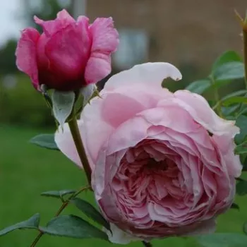 Rosa Ausbite - różowy - róża pienna - Róże pienne - z kwiatami róży angielskiej