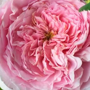 Online rózsa kertészet - magastörzsű rózsa - angolrózsa virágú - rózsaszín - Ausbite - intenzív illatú rózsa - pézsmás aromájú