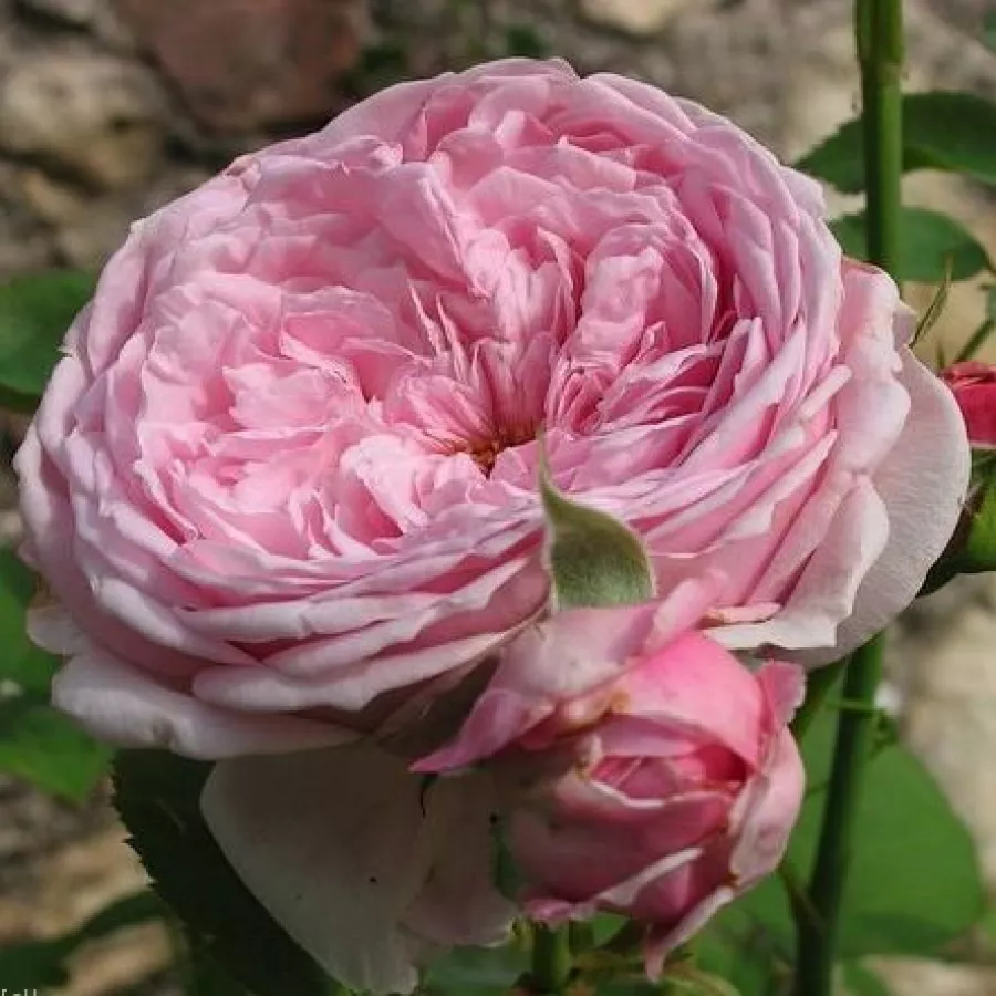 Trandafiri englezești - Trandafiri - Ausbite - comanda trandafiri online