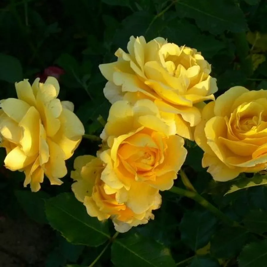 żółty - Róża - Rimosa® Gpt - Szkółka Róż Rozaria