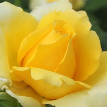 Web trgovina ruža - Ruža puzavica - žuta boja - bez mirisna ruža - Rimosa® Gpt - (200-300 cm)