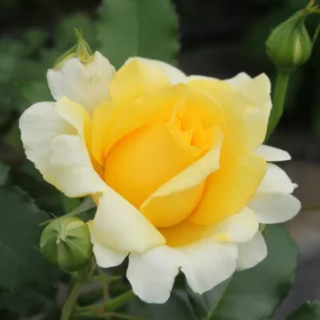 Rosa Rimosa® Gpt - giallo - Rose per aiuole (Polyanthe – Floribunde) - Rosa ad alberello0