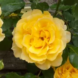 Rose Climber - rosa non profumata - giallo - produzione e vendita on line di rose da giardino - Rosa Rimosa® Gpt