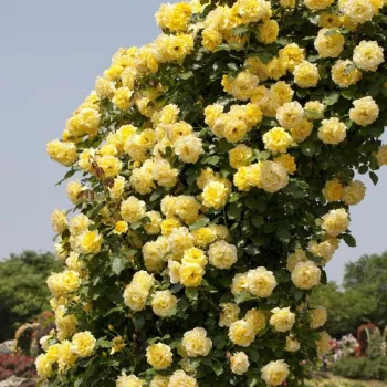 Žltá - climber, popínavá ruža