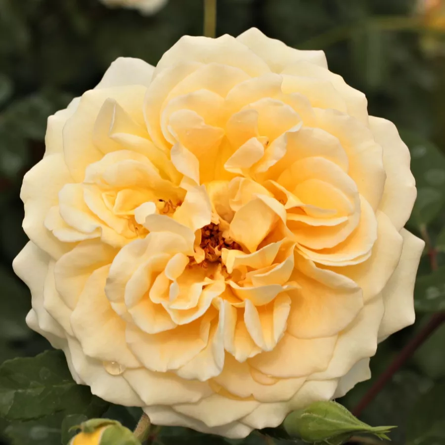 Sárga - rózsaszín - Rózsa - Rivedoux-plage™ - Online rózsa rendelés