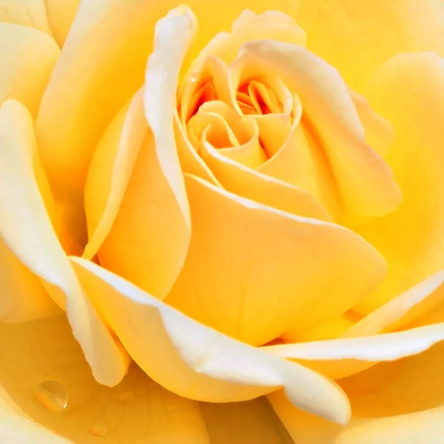 Floribunda - Ruža - Rivedoux-plage™ - Narudžba ruža