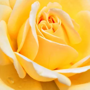 Rosen Shop - floribundarosen - gelb - rosa - Rosa Rivedoux-plage™ - duftlos - Dominique Massad - Mit ihrem diskreten Duft und ihren vollgefüllten Blüten erinnert sie an romantische Rosen.
