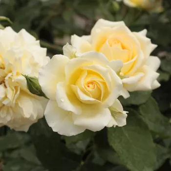 Rosa Rivedoux-plage™ - amarillo - rosa - Árbol de Rosas Inglesa - rosal de pie alto- forma de corona tupida