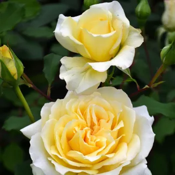 Aranysárga - rózsaszín sziromszél - magastörzsű rózsa - angolrózsa virágú