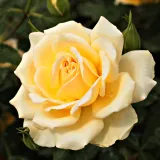 Trandafiri Floribunda - fără parfum - comanda trandafiri online - Rosa Rivedoux-plage™ - galben - roz