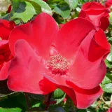 Vörös - parkrózsa - Online rózsa vásárlás - Rosa Robusta® - diszkrét illatú rózsa - fűszer aromájú