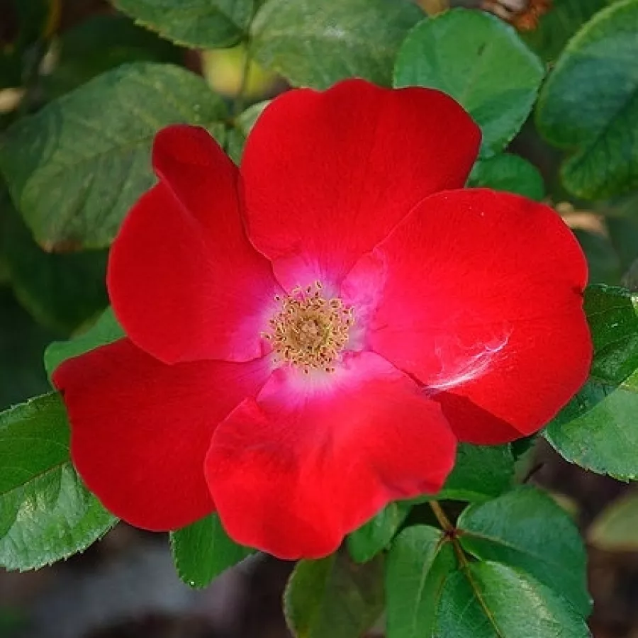 Rose Arbustive - Rosa - Robusta® - Produzione e vendita on line di rose da giardino