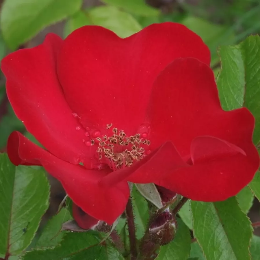 Czerwony - Róża - Robusta® - Szkółka Róż Rozaria