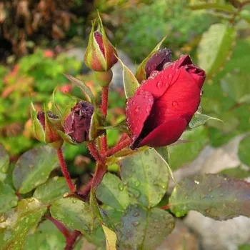 Rosa Robusta® - červený - parková ruža
