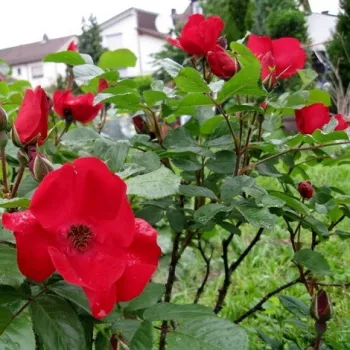 Skarlátvörös - parkrózsa - diszkrét illatú rózsa - fűszer aromájú