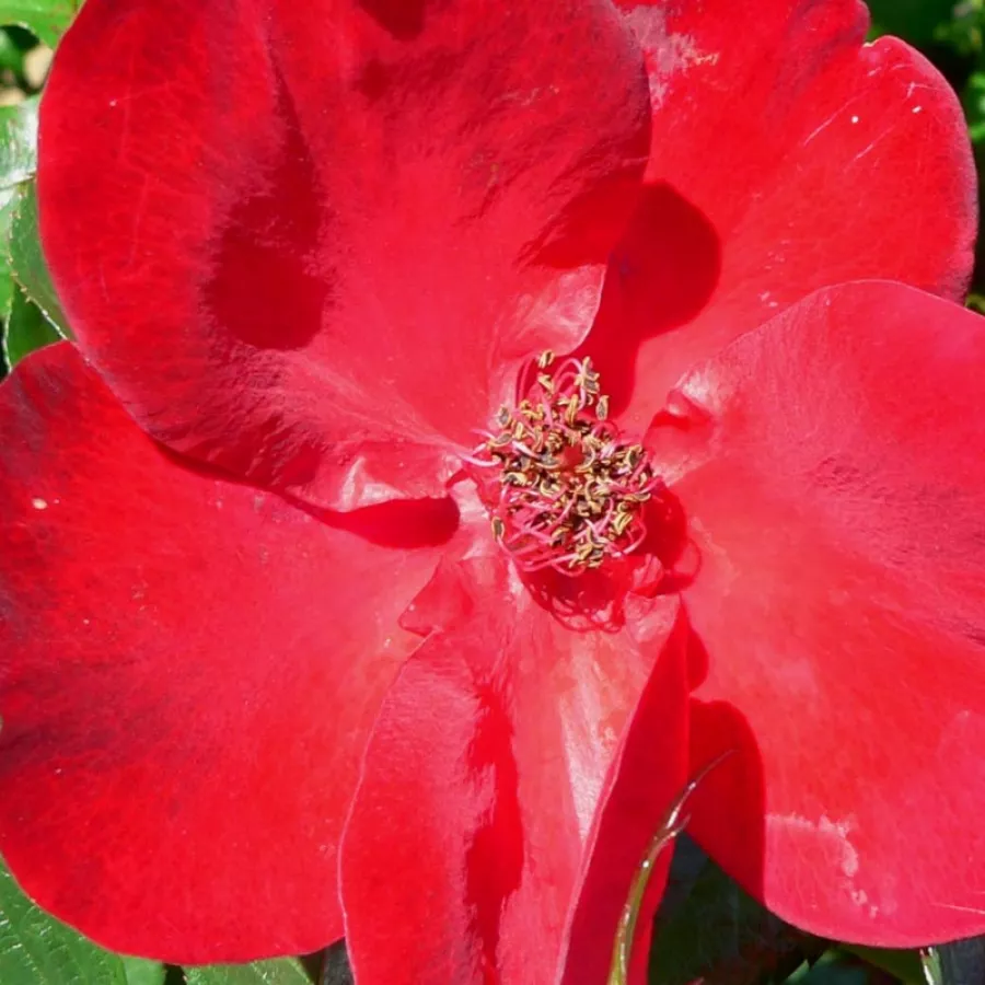 Shrub, Hybrid Rugosa - Rosa - Robusta® - Comprar rosales online