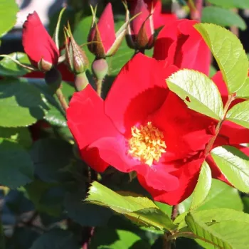 Rosa Robusta® - roșu - trandafiri pomisor - Trandafir copac cu trunchi înalt – cu flori mărunți